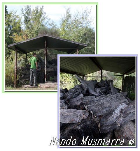 The Dunarobba Fossil Forest (Language ENGLISH)