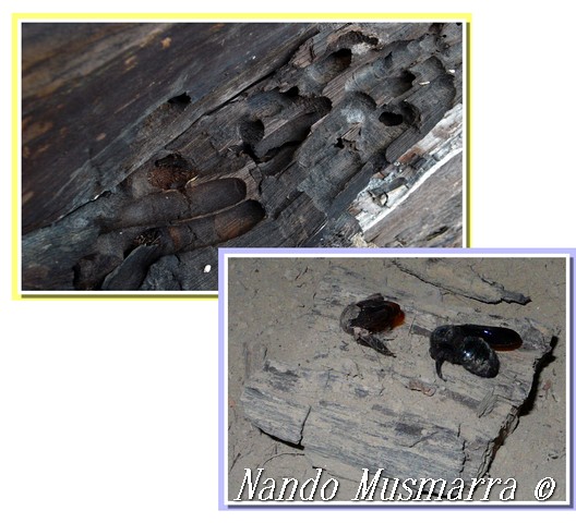 Burrow trails left by Xilocopha violacea