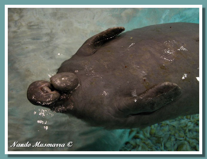 Snooty,  the oldest manatee living in captivity.