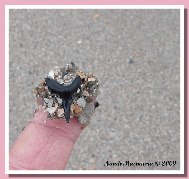 Dente di squalo su polpastrello