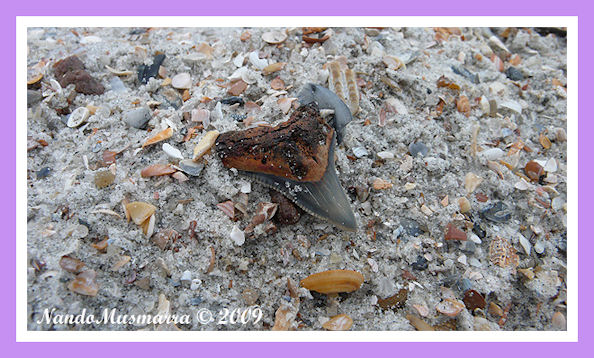 Dente di squalo  nella sabbia