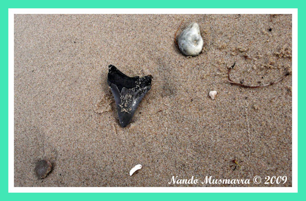 C. Megalodon a Venice beach