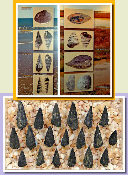 Conchiglie d'acqua dolce ed d'acqua salata