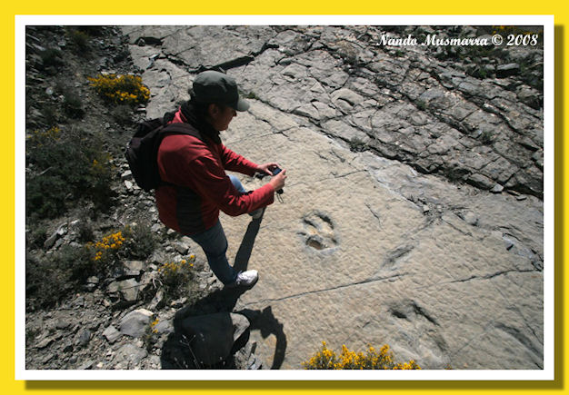 Ornitopodi Tracce Giacimento Valdete'