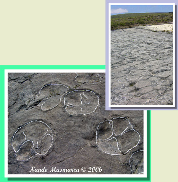 Tracce Ornitopode - Hadrosaurichnoides igeensis