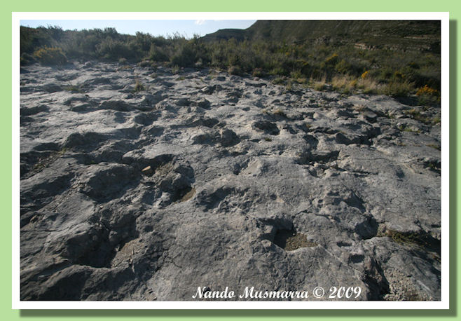 Dinosaur stumping ground