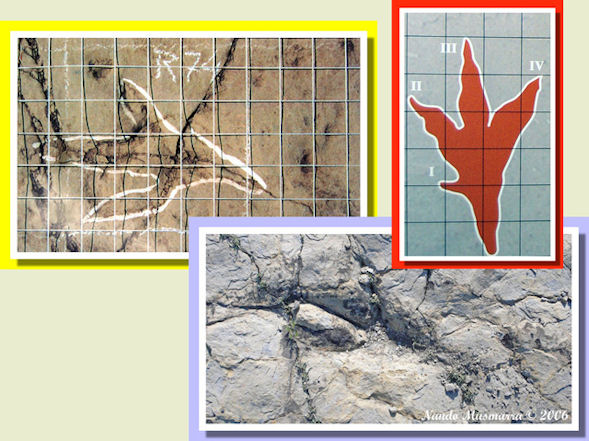 Traccia andatura semiplantigrada