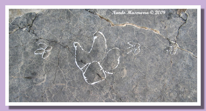 Impronte grandi e piccoli ornitopodi