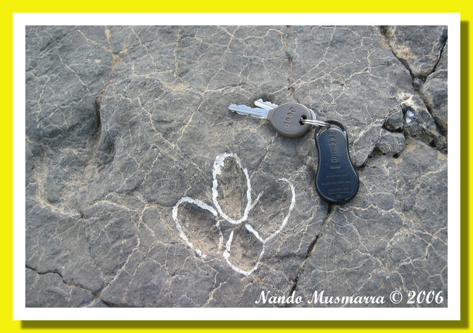 Il piu' piccolo ornitopode della Rioja