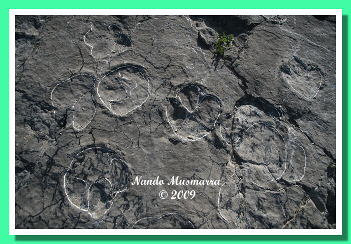 Adrosauri coi piedi palmati