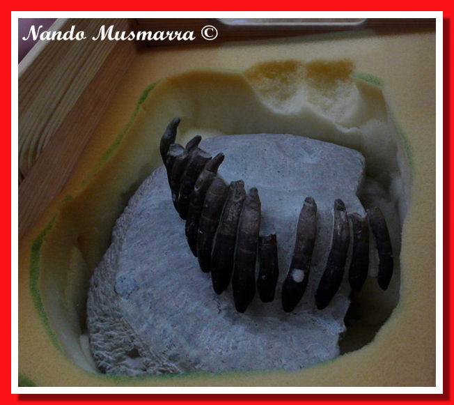 Dentatura europasaurus