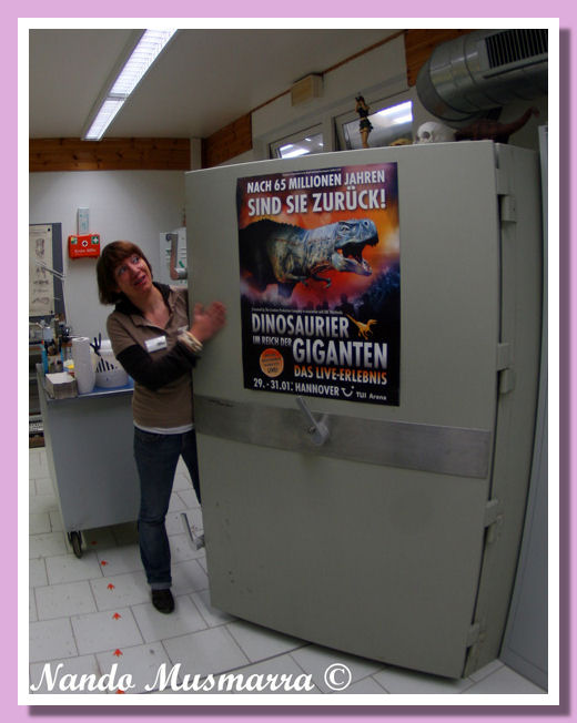 Cassaforte olotipo europasaurus